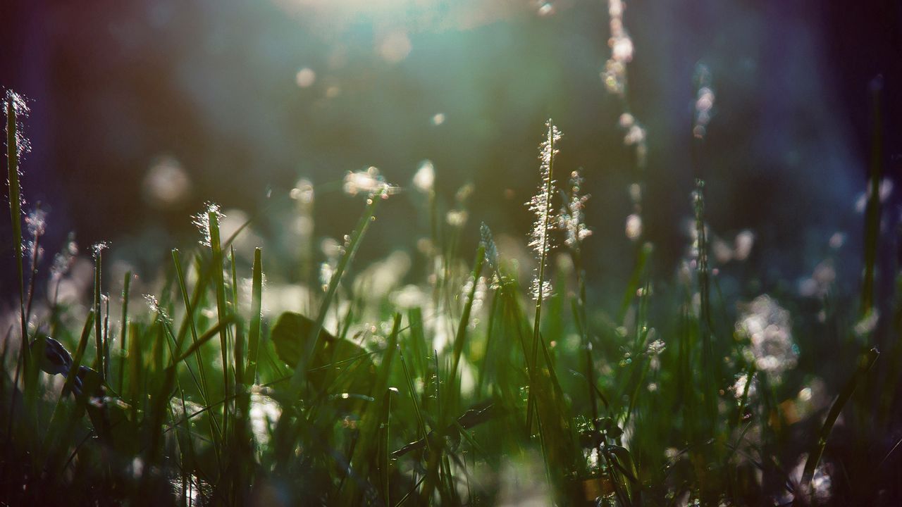 Wallpaper grass, light, shade, moist