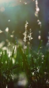 Preview wallpaper grass, light, shade, moist
