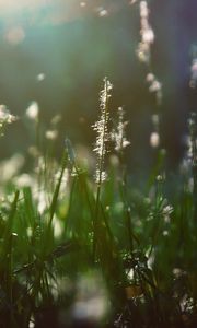 Preview wallpaper grass, light, shade, moist
