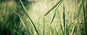 Preview wallpaper grass, light, shadow, summer