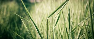 Preview wallpaper grass, light, shadow, summer