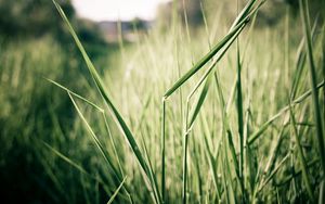 Preview wallpaper grass, light, shadow, summer