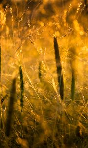 Preview wallpaper grass, light, sun, macro, nature