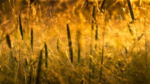 Preview wallpaper grass, light, sun, macro, nature