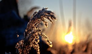 Preview wallpaper grass, light, sunny