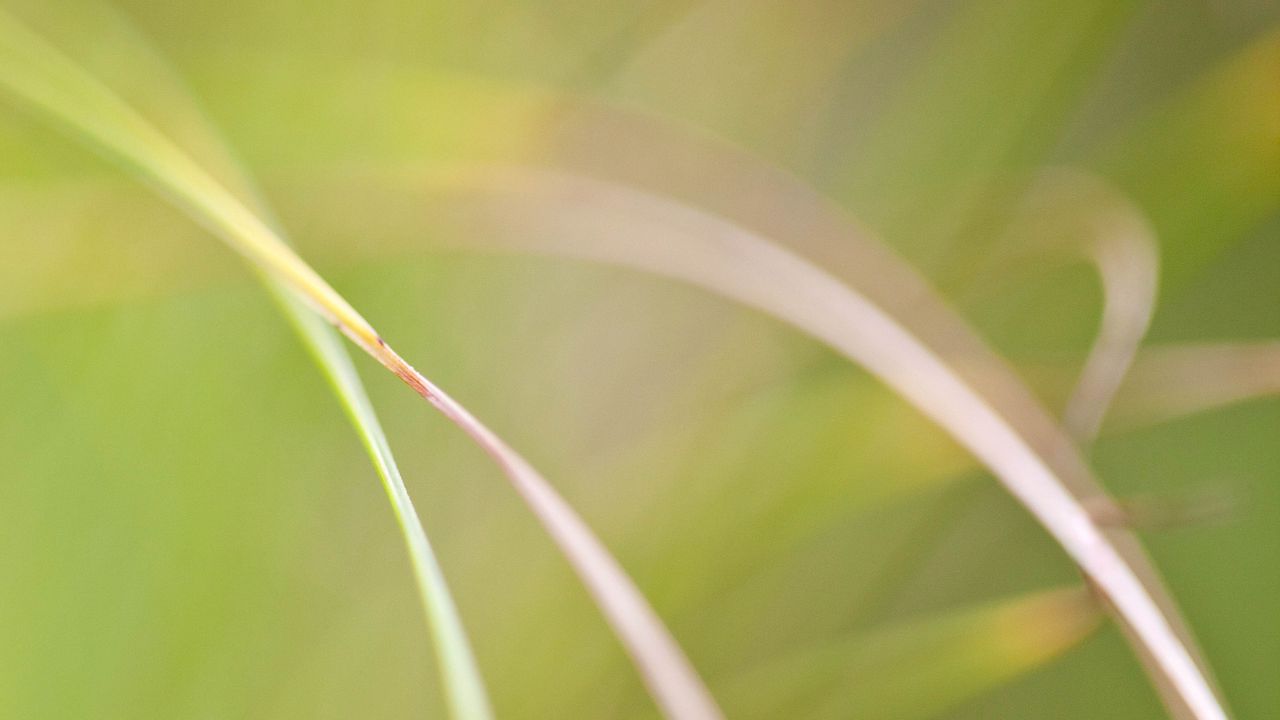 Wallpaper grass, macro, blur