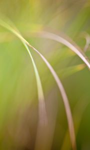 Preview wallpaper grass, macro, blur