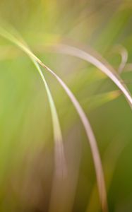 Preview wallpaper grass, macro, blur