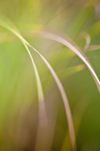 Preview wallpaper grass, macro, blur