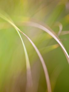 Preview wallpaper grass, macro, blur