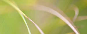 Preview wallpaper grass, macro, blur