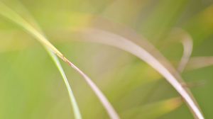 Preview wallpaper grass, macro, blur