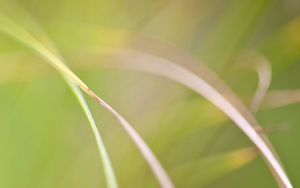 Preview wallpaper grass, macro, blur