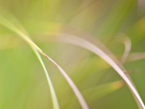 Preview wallpaper grass, macro, blur