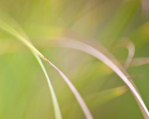 Preview wallpaper grass, macro, blur