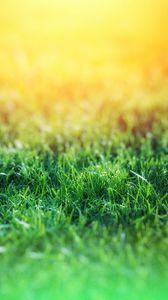 Preview wallpaper grass, macro, blur, green
