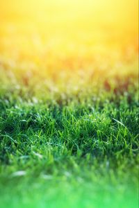 Preview wallpaper grass, macro, blur, green