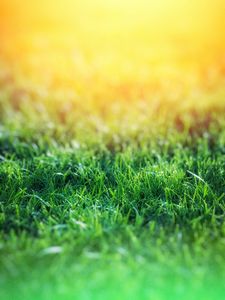 Preview wallpaper grass, macro, blur, green
