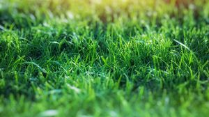 Preview wallpaper grass, macro, blur, green