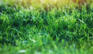 Preview wallpaper grass, macro, blur, green