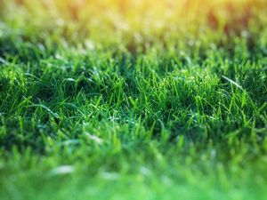 Preview wallpaper grass, macro, blur, green