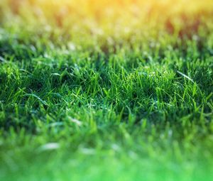 Preview wallpaper grass, macro, blur, green