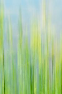 Preview wallpaper grass, macro, blurred