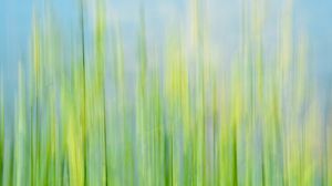 Preview wallpaper grass, macro, blurred