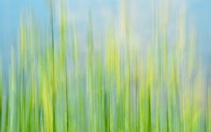 Preview wallpaper grass, macro, blurred