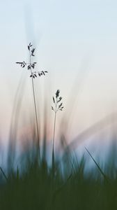 Preview wallpaper grass, macro, closeup, plants