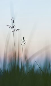 Preview wallpaper grass, macro, closeup, plants