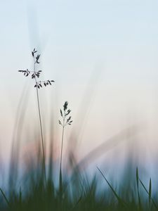 Preview wallpaper grass, macro, closeup, plants