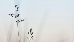 Preview wallpaper grass, macro, closeup, plants