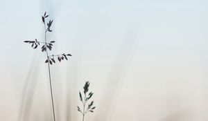 Preview wallpaper grass, macro, closeup, plants