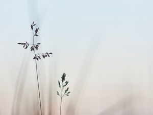 Preview wallpaper grass, macro, closeup, plants