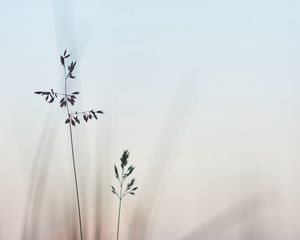 Preview wallpaper grass, macro, closeup, plants