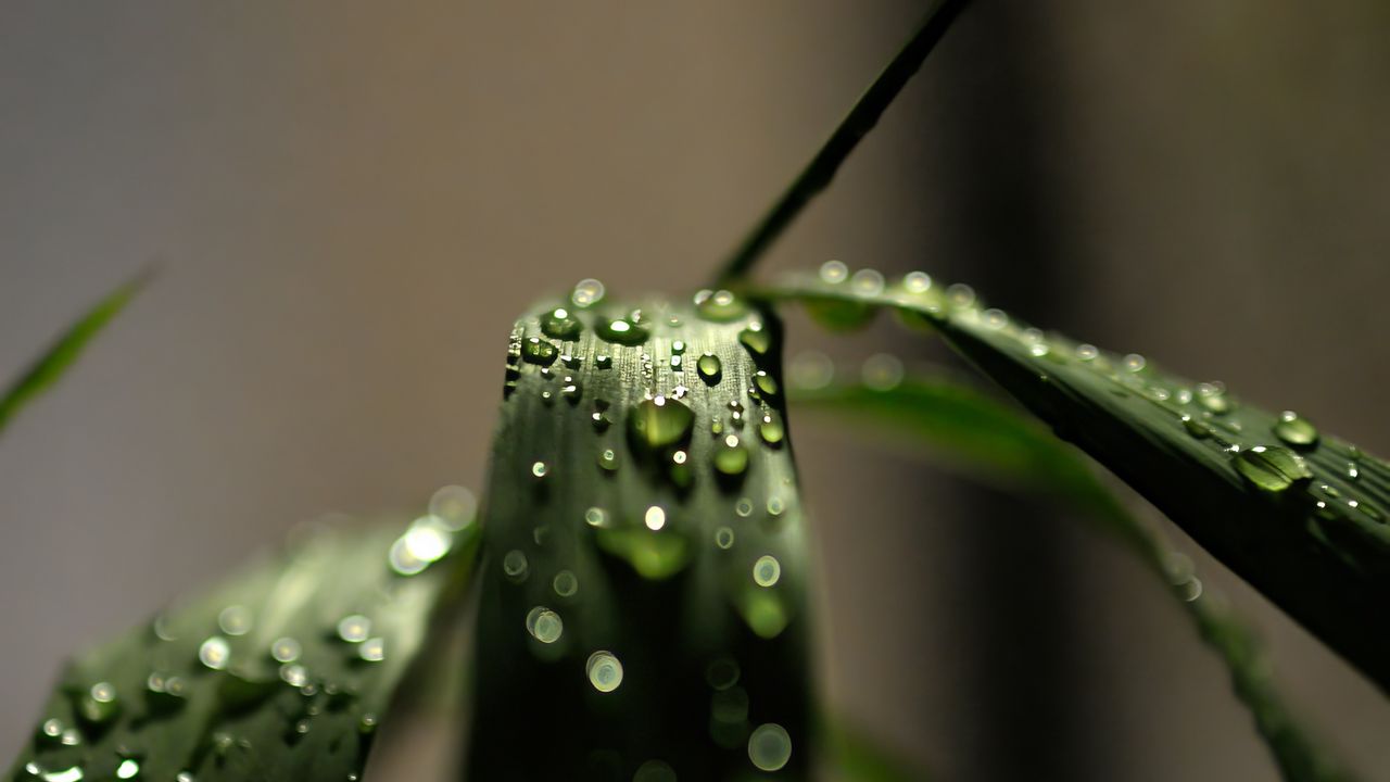 Wallpaper grass, macro, drops, dew