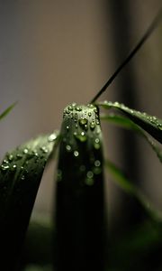 Preview wallpaper grass, macro, drops, dew