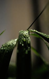 Preview wallpaper grass, macro, drops, dew