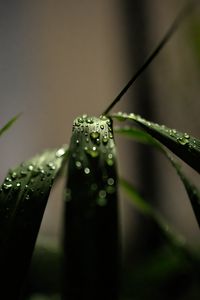 Preview wallpaper grass, macro, drops, dew