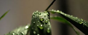 Preview wallpaper grass, macro, drops, dew