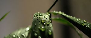 Preview wallpaper grass, macro, drops, dew