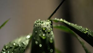 Preview wallpaper grass, macro, drops, dew