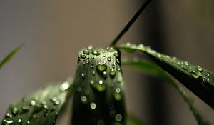Preview wallpaper grass, macro, drops, dew