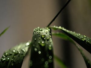 Preview wallpaper grass, macro, drops, dew