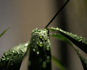 Preview wallpaper grass, macro, drops, dew