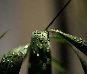 Preview wallpaper grass, macro, drops, dew