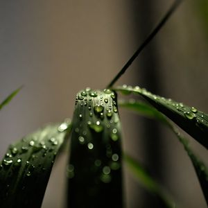 Preview wallpaper grass, macro, drops, dew