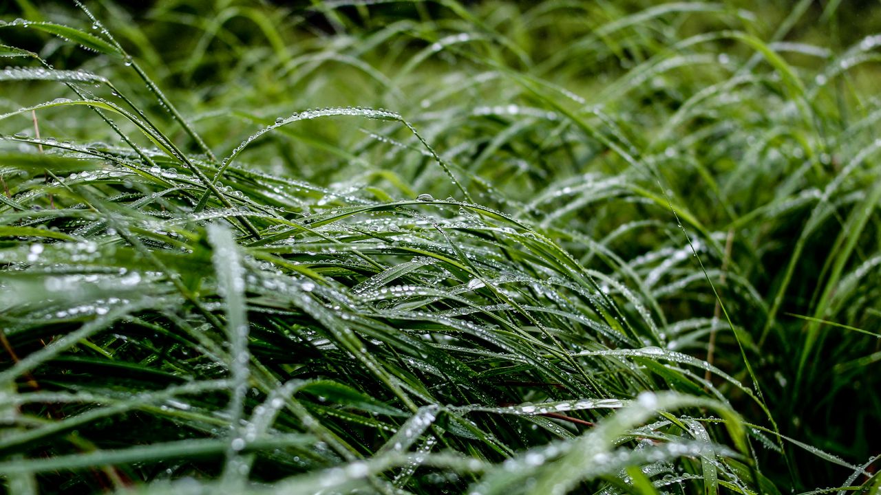 Wallpaper grass, macro, drops, green