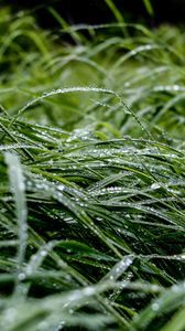 Preview wallpaper grass, macro, drops, green